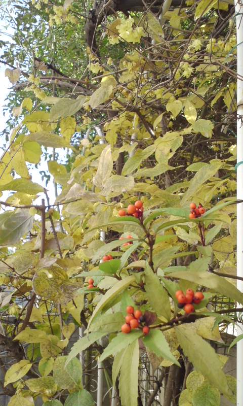 c0108693_10534334.jpg