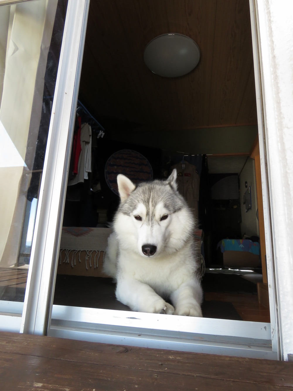 きょうのはなちゃん (^o^)_c0049299_2139325.jpg