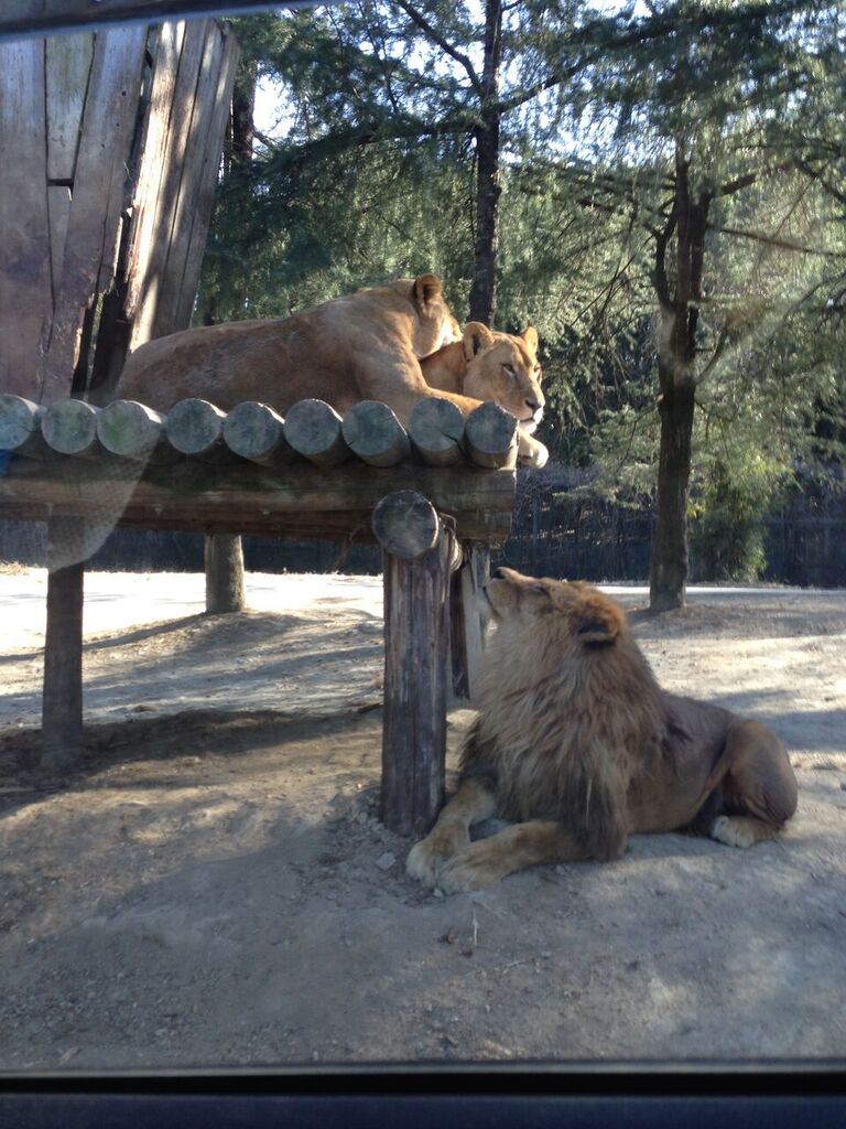 2016年になりました〜保育園〜地獄のフナヤマ帝国_f0062414_14393499.jpg