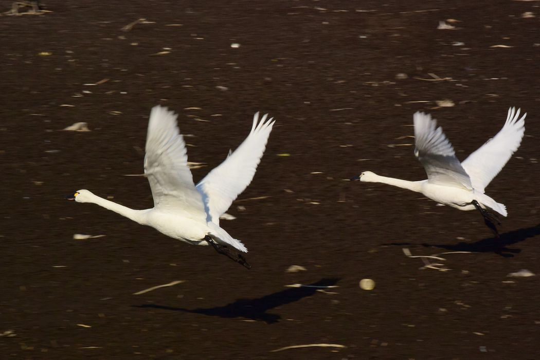 飛べ！　アメリカコハクチョウ。_a0031821_16101635.jpg