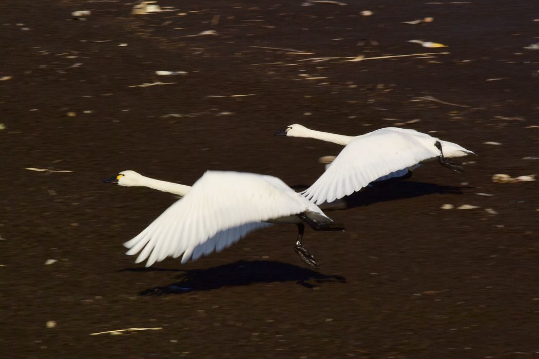 飛べ！　アメリカコハクチョウ。_a0031821_1695713.jpg