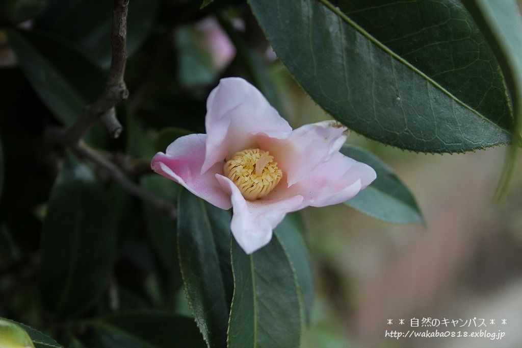 椿の花をウオッチング(*^^*)_e0052135_2215032.jpg