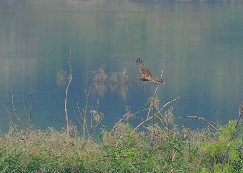d0290240_06272248.gif