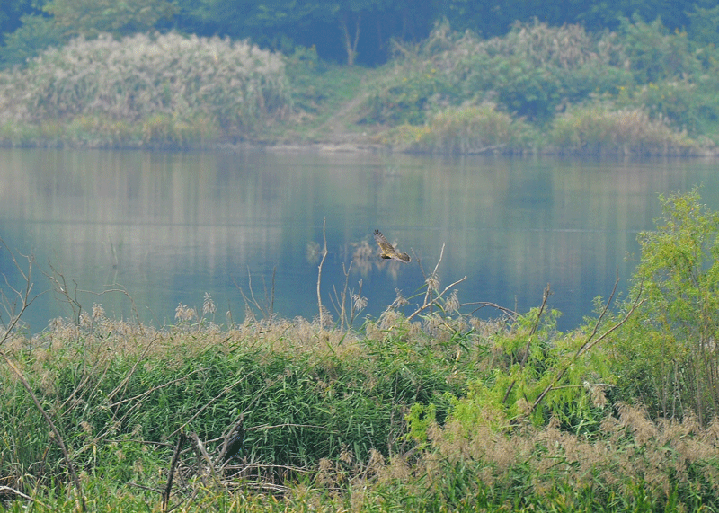 d0290240_06273252.gif