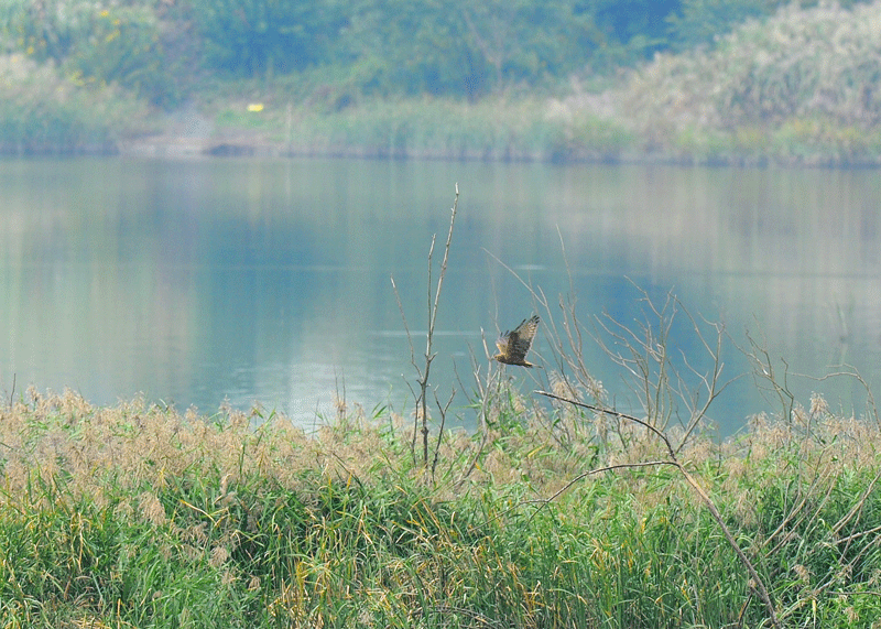 d0290240_06274256.gif