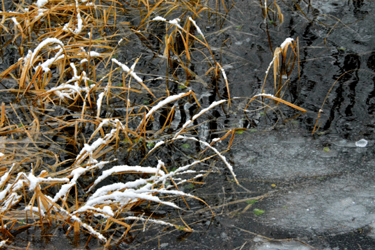c0093046_17145732.gif