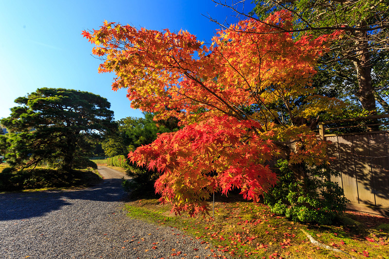 京都の紅葉2015・修学院離宮（下離宮・中離宮編）_f0155048_2281965.jpg