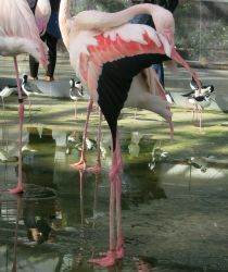 掛川花鳥園_c0021551_20581976.jpg