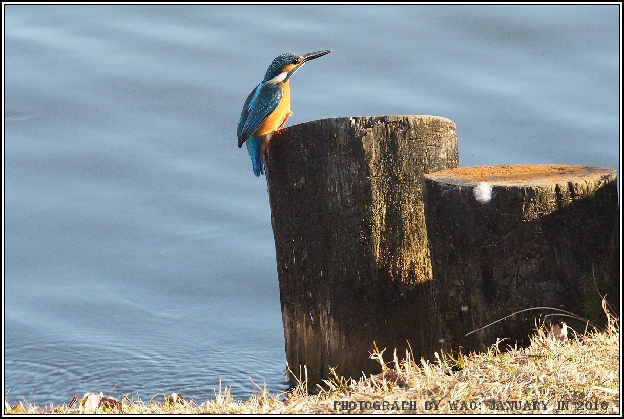 公園のカワセミ－１_c0198669_22401181.jpg