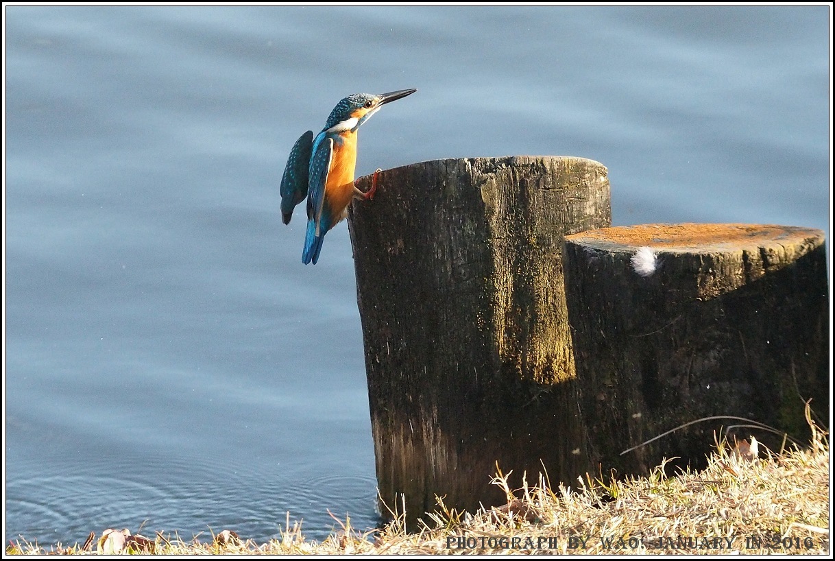 公園のカワセミ－１_c0198669_22401680.jpg