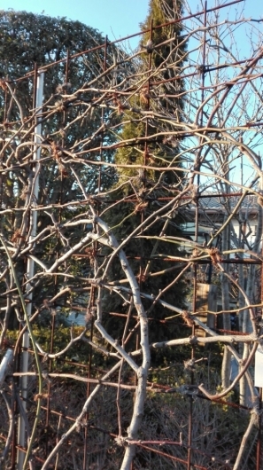 e0356469_17090310.jpg