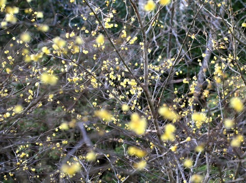 c0362972_19272090.jpg