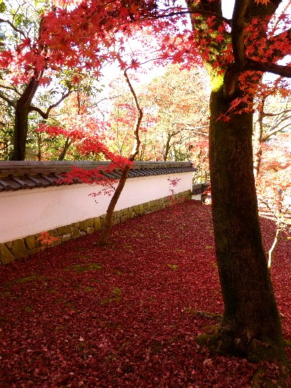 冬の京都ひとり旅 （二）  　永観堂の紅葉 - 野に咲く北国の花