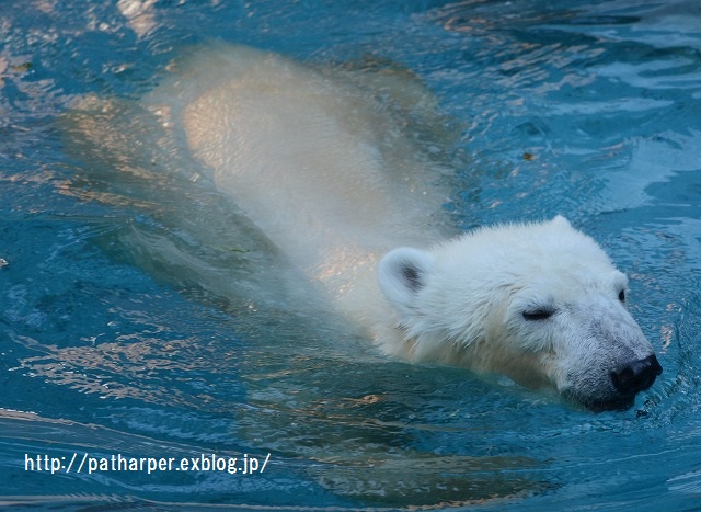 ２０１５年１１月　天王寺動物園　その４　Shilka 701日齢_a0052986_8311691.jpg