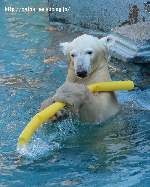 ２０１５年１１月　天王寺動物園　その４　Shilka 701日齢_a0052986_8361210.jpg