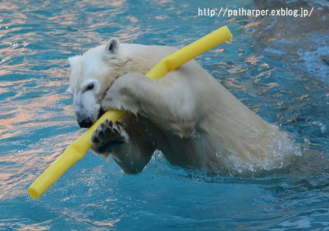 ２０１５年１１月　天王寺動物園　その４　Shilka 701日齢_a0052986_837797.jpg