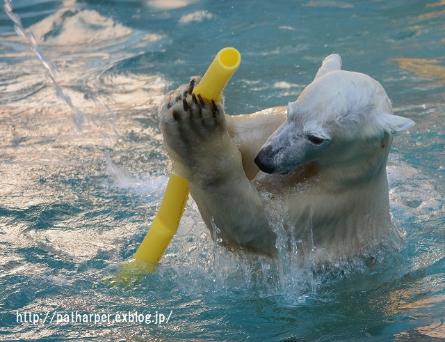 ２０１５年１１月　天王寺動物園　その４　Shilka 701日齢_a0052986_8385100.jpg