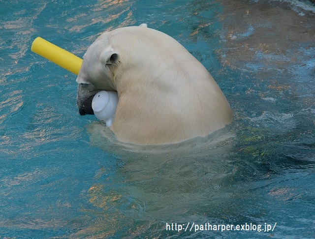 ２０１５年１１月　天王寺動物園　その４　Shilka 701日齢_a0052986_8505249.jpg