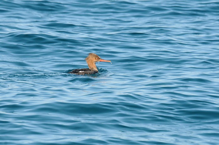 漁港の鳥さん　＜羽白鳰・海秋沙＞_e0248688_17124320.jpg