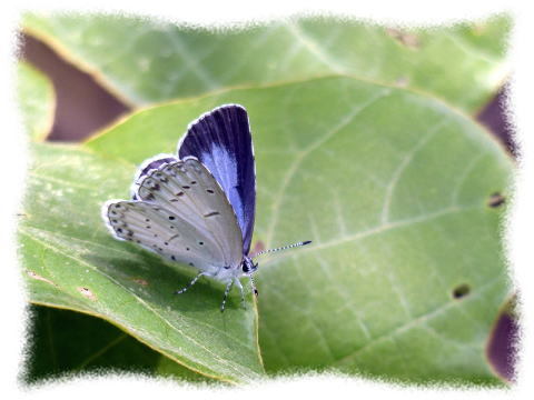 ルリシジミ_d0353091_00255710.jpg
