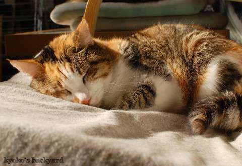 充電ステーションでぐっすりな猫たち_b0253205_03424055.jpg