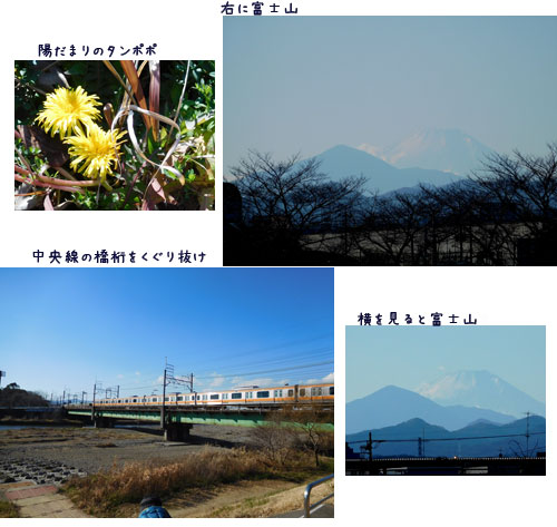 浅川沿いのウォーキング、庭のメジロ、葉から芽_c0051105_13471047.jpg