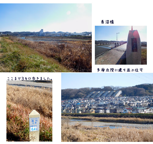 浅川沿いのウォーキング、庭のメジロ、葉から芽_c0051105_14184519.jpg