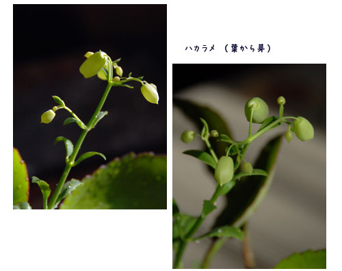 浅川沿いのウォーキング、庭のメジロ、葉から芽_c0051105_1530313.jpg