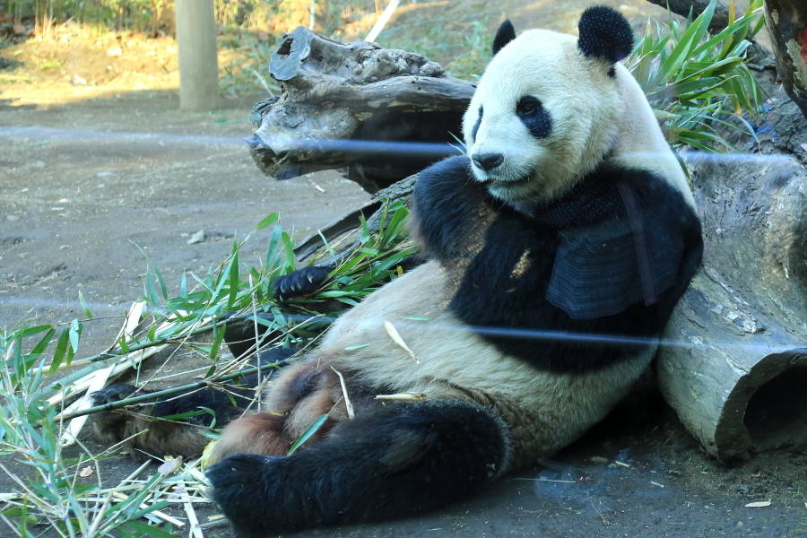 動物園の鳥達　…　！_d0334006_14070492.jpg