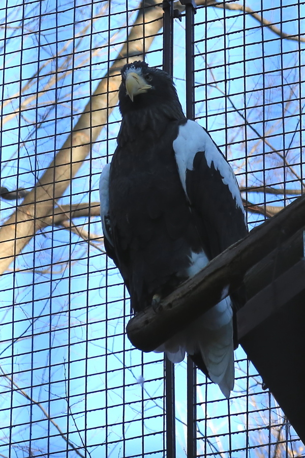 動物園の鳥達　…　！_d0334006_14115900.jpg