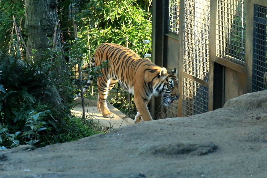 動物園の鳥達　…　！_d0334006_14153197.jpg