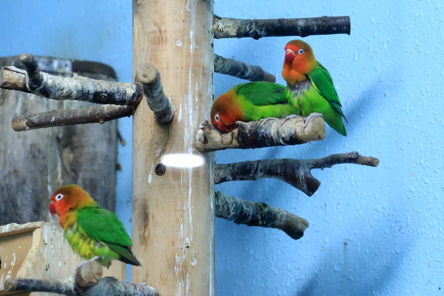 動物園の鳥達　…　！_d0334006_14185655.jpg