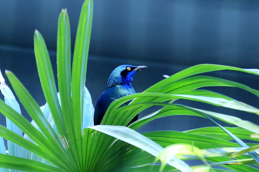 動物園の鳥達　…　！_d0334006_14220116.jpg