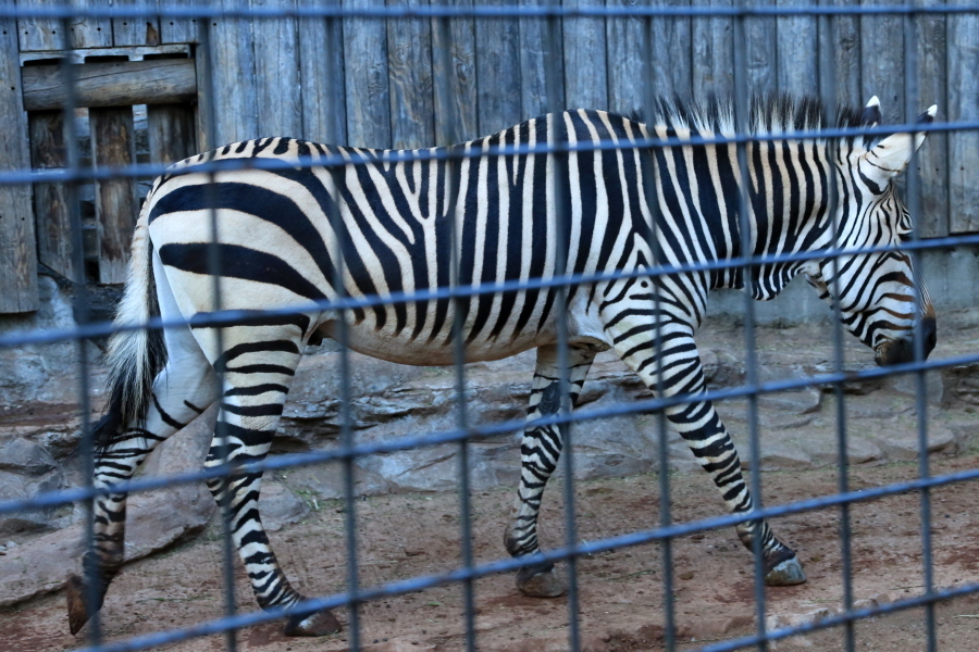 動物園の鳥達　…　！_d0334006_14291894.jpg