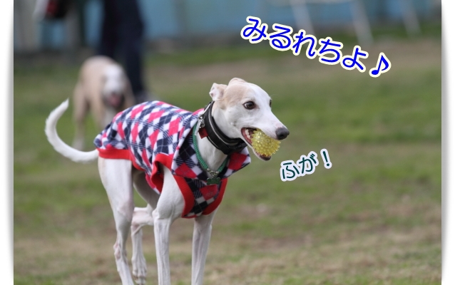 こんな奴らです♪(*^m^*)_e0100007_8212793.jpg
