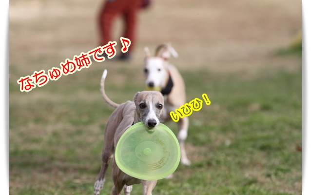 こんな奴らです♪(*^m^*)_e0100007_8215624.jpg