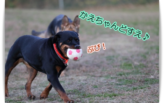 こんな奴らです♪(*^m^*)_e0100007_82240100.jpg