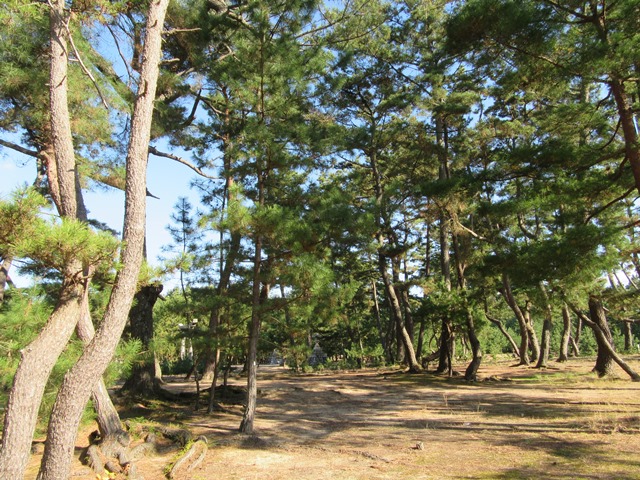 今治市の綱敷天満神社と志島ヶ原と梅林の様子…2016/1/10_f0231709_10155118.jpg