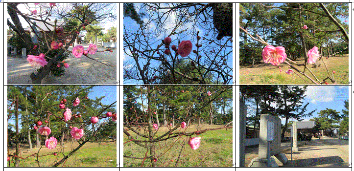 今治市の綱敷天満神社と志島ヶ原と梅林の様子…2016/1/10_f0231709_10173762.gif