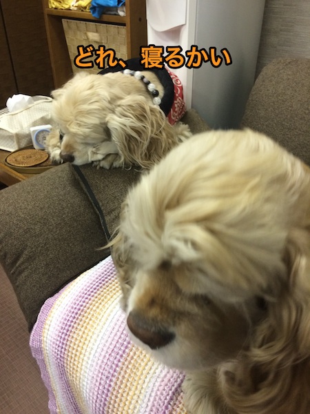 新しいソファの使い方_b0067012_162232.jpg