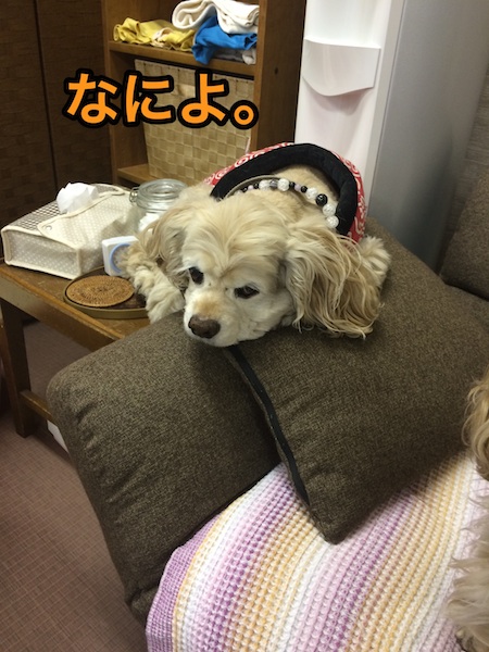 新しいソファの使い方_b0067012_1728.jpg