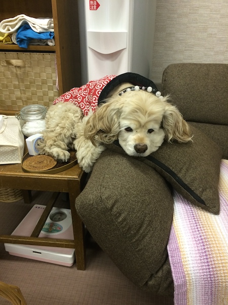 新しいソファの使い方_b0067012_184612.jpg