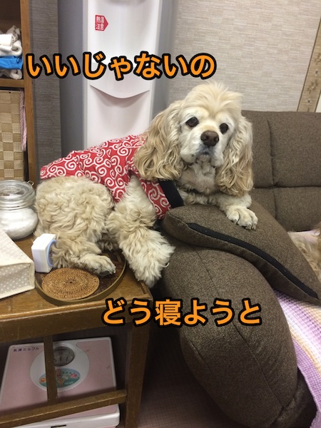 新しいソファの使い方_b0067012_194552.jpg