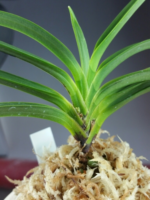 富貴蘭　羆の縞(小野羆) 富貴蘭 羆の縞(小野羆)