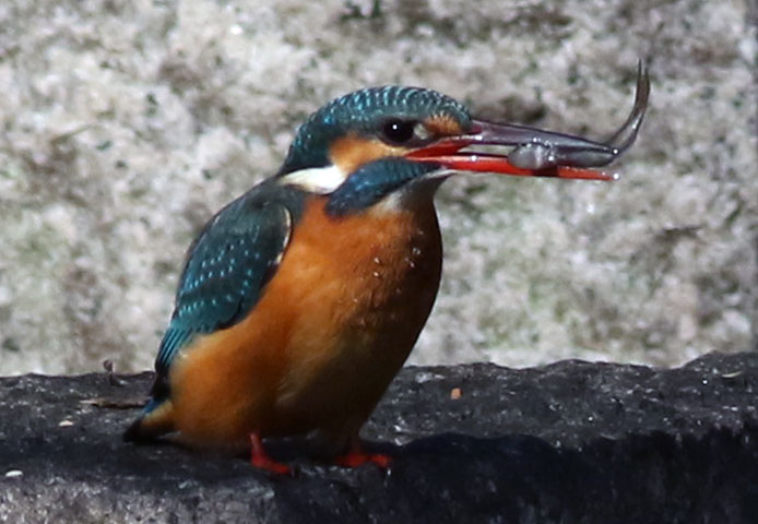 d0156718_2013547.jpg