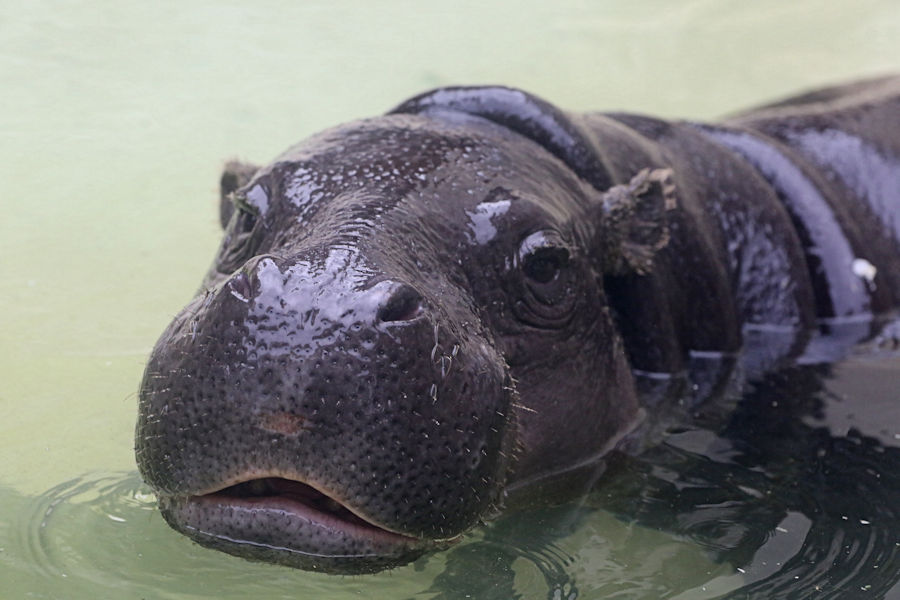 上野のコビトカバ一家 動物園放浪記