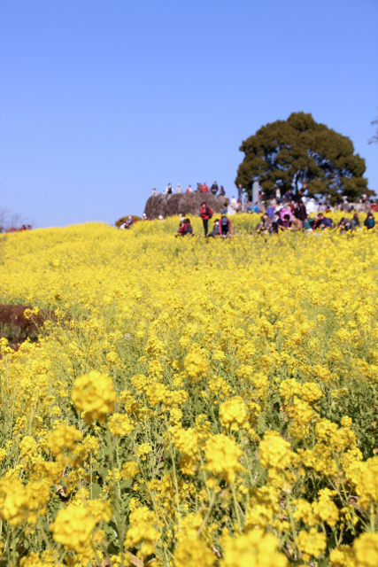 【吾妻山公園】part 2_f0348831_19224446.jpg