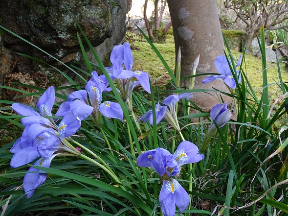 當麻寺 護念院の寒咲あやめ 彩の気まぐれ写真 當麻寺 護念院の寒咲あやめ 彩の気まぐれ写真