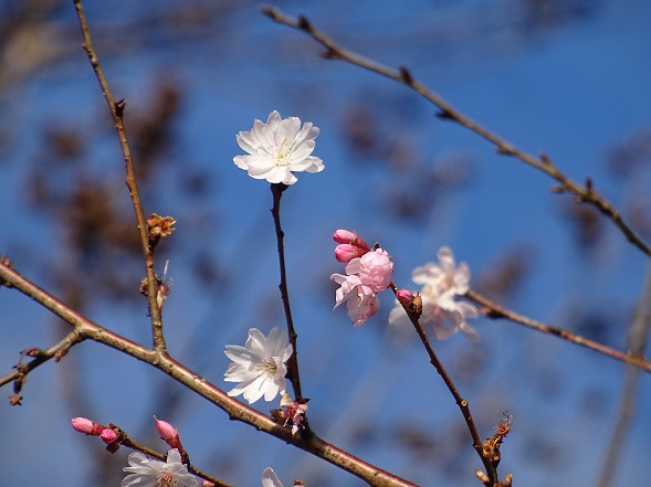 當麻寺・奥院の冬ぼたん_b0299042_7141289.jpg