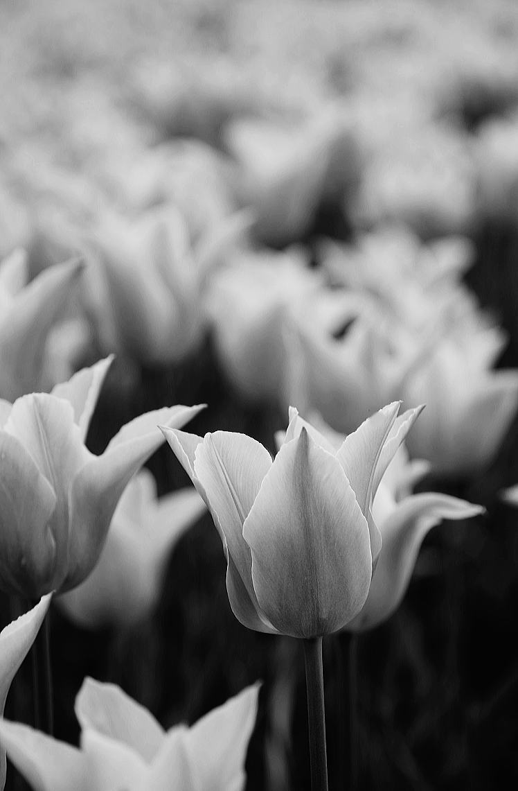 Tulip_f0045844_9293397.jpg